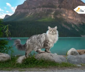 Siberian Cats