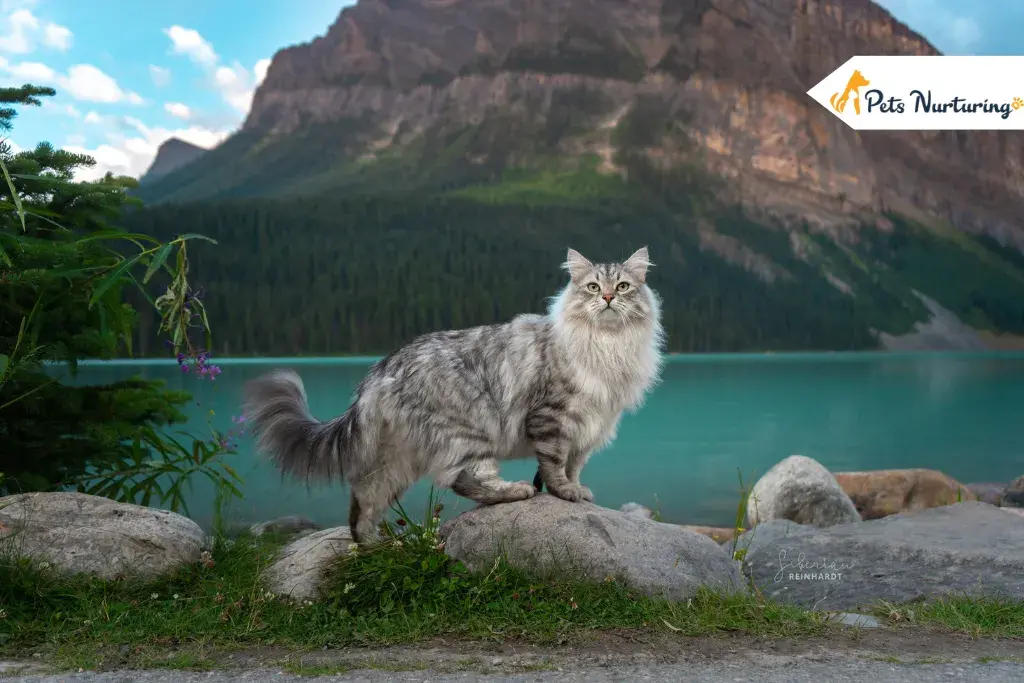 Siberian Cats