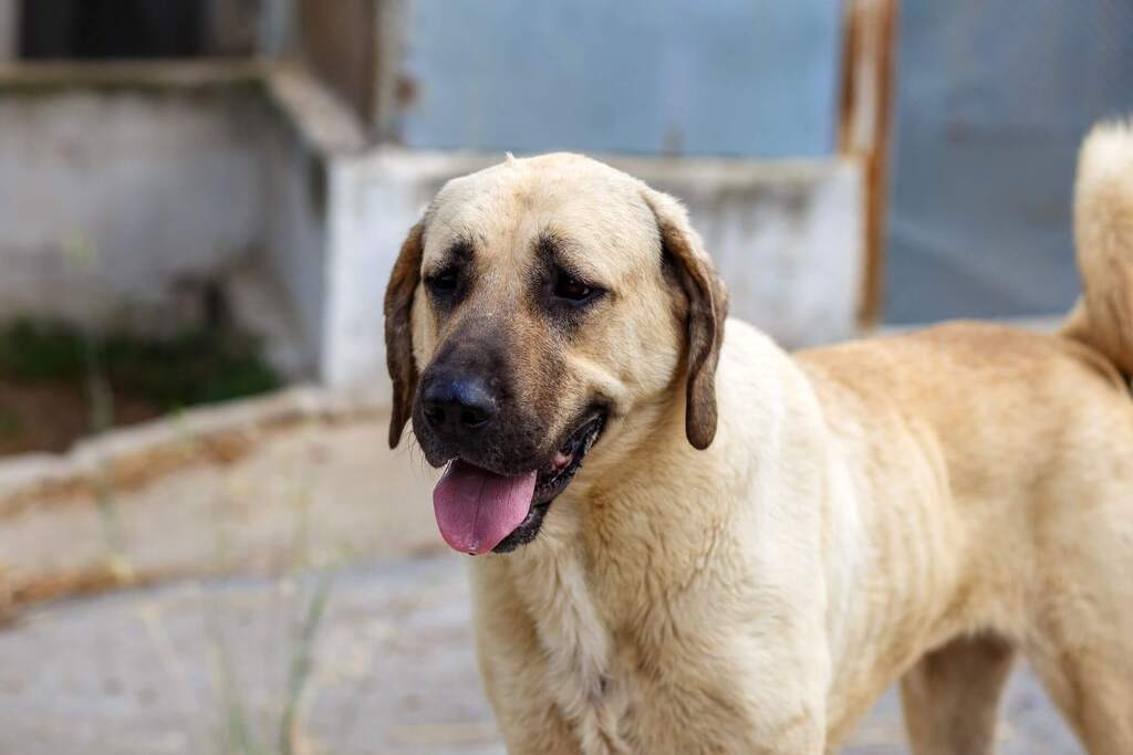 History and Origin of anatolian shepherd dog