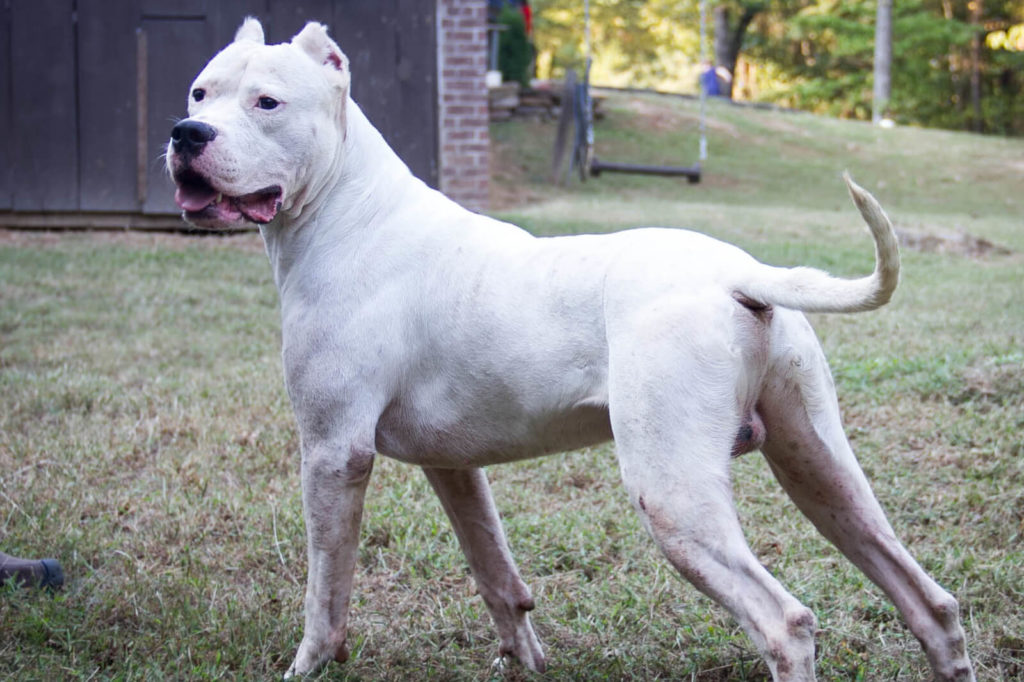 should i bathe my dogo argentino before trimming