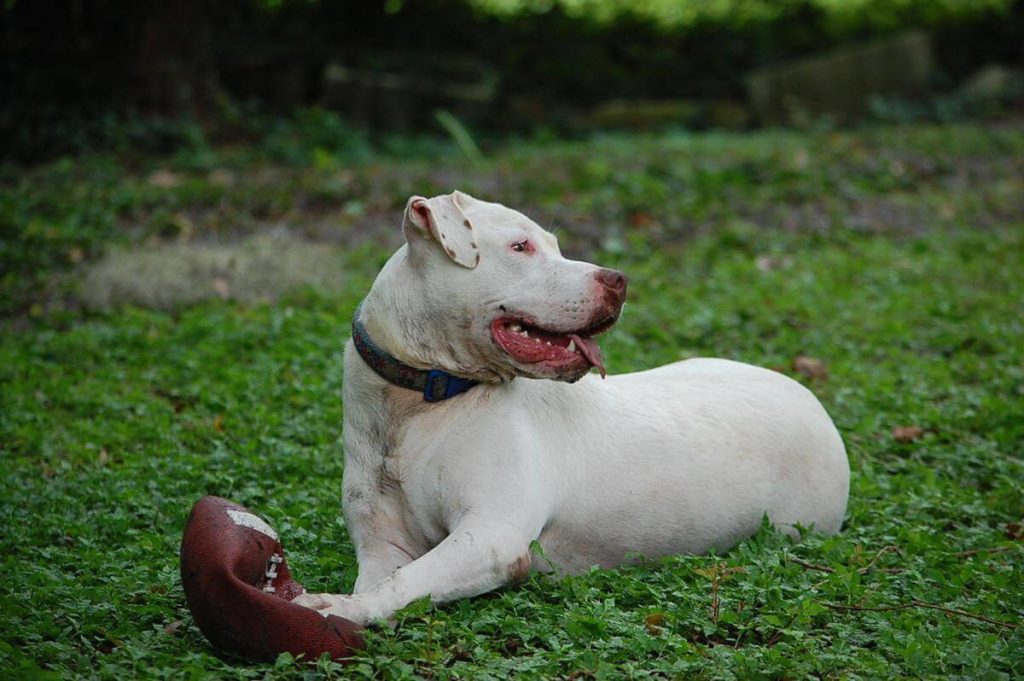 should i bathe my dogo argentino before trimming