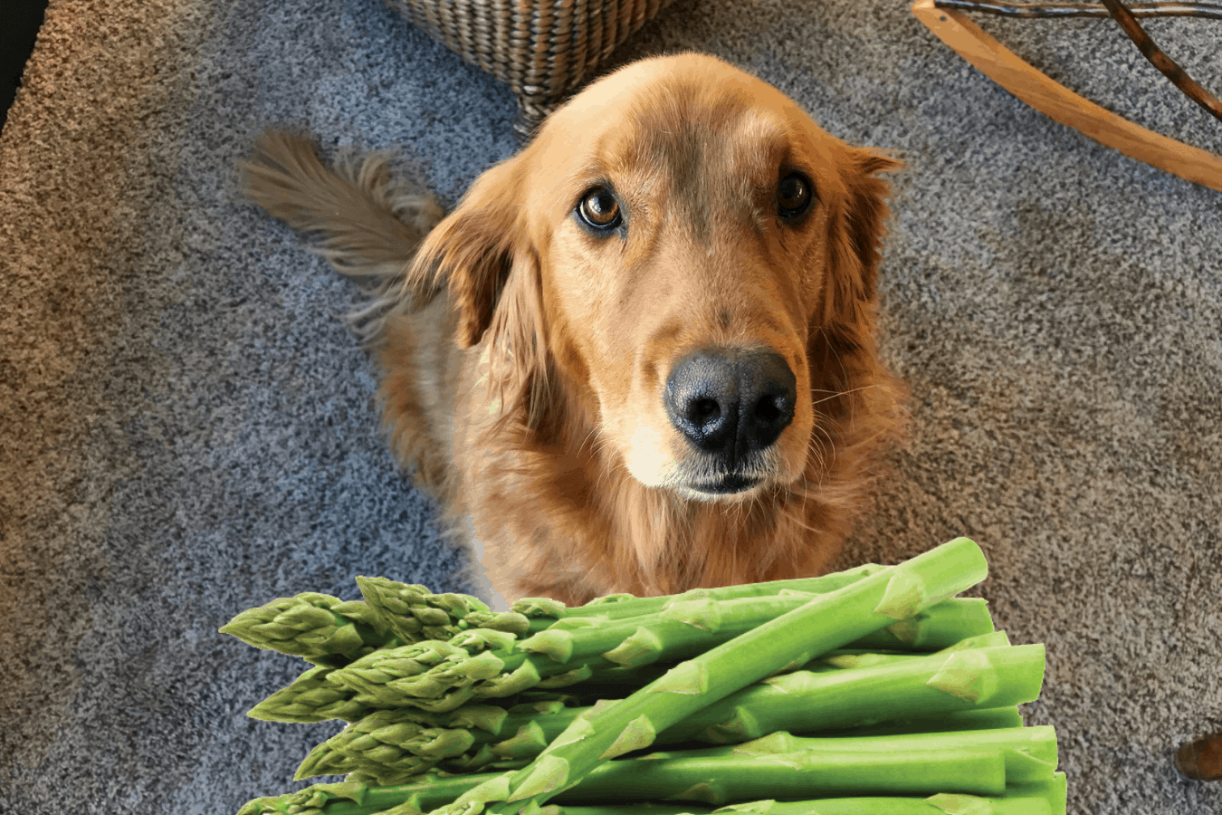 is asparagus bad for dogs