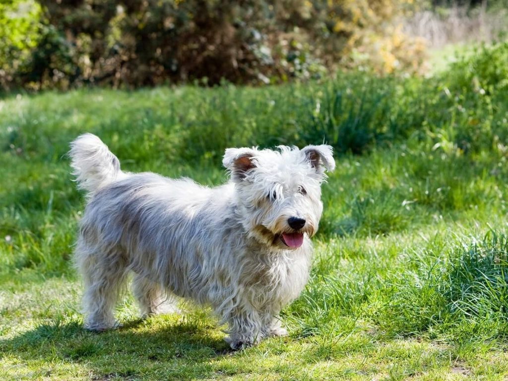 Glen of Imaal Terrier