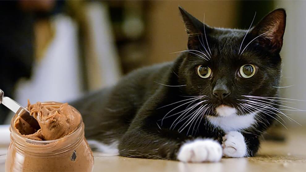 is peanut butter poisonous to cats