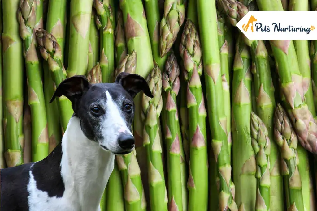 can dog eat asparagus