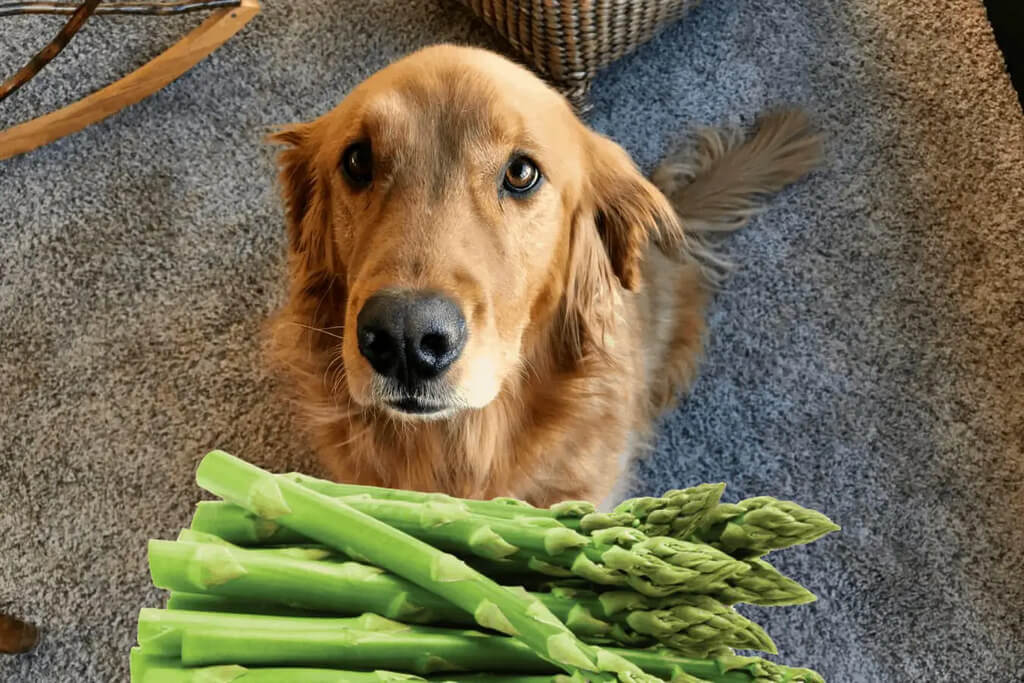 can dogs eat asparagus