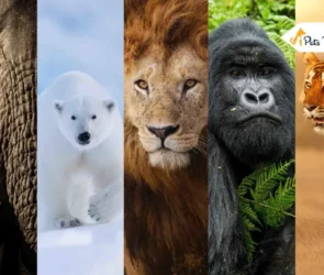 strongest animalS in the world