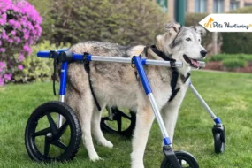 Best Dog Wheelchair