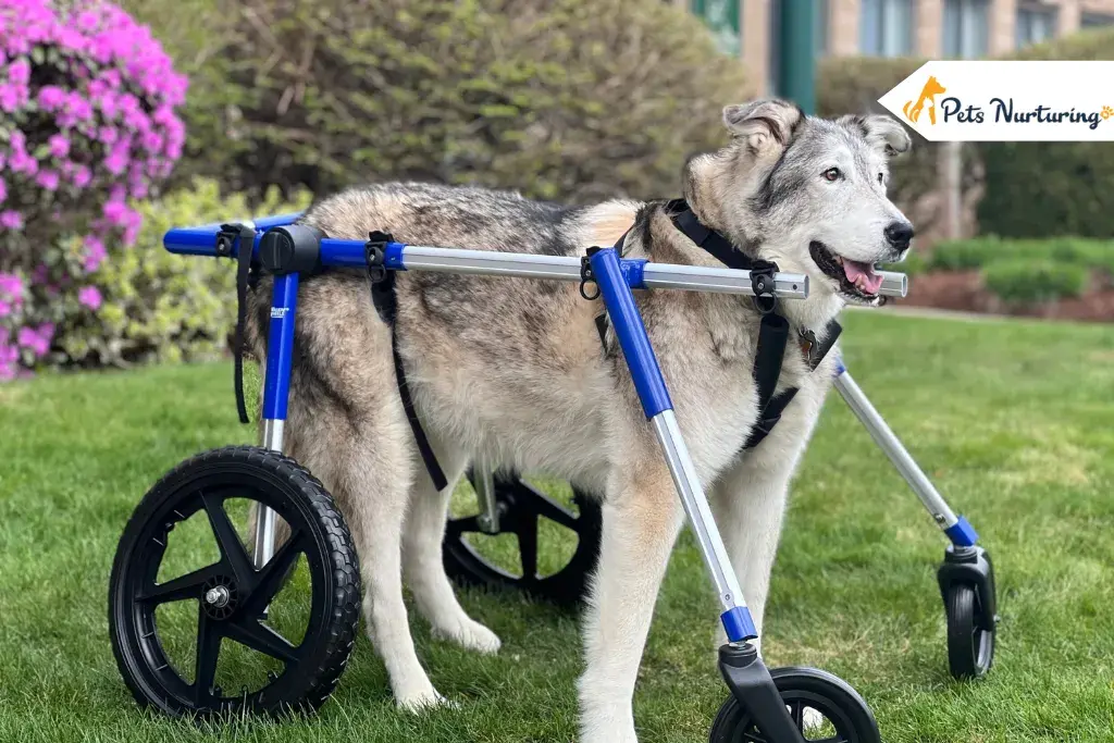 Best Dog Wheelchair