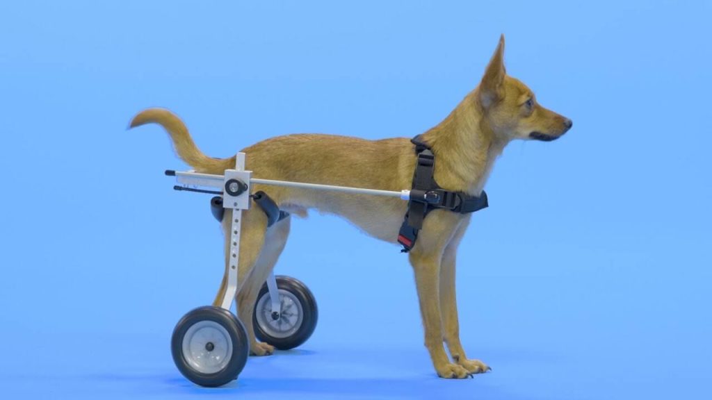 Tips for Buying The Best Dog Wheelchair | Pets Nurturing