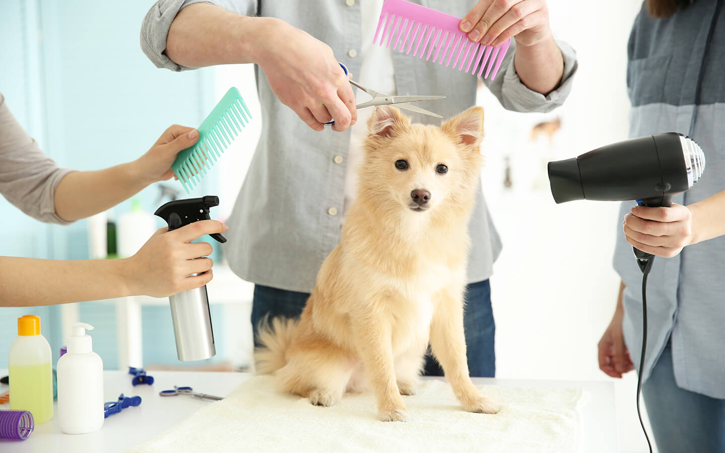 Dog Teeth Cleaning