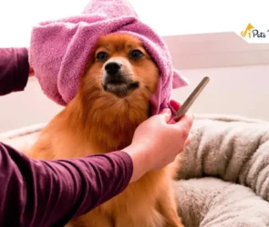dog groomings