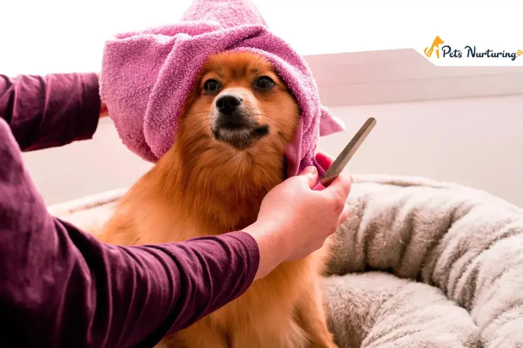 dog groomings