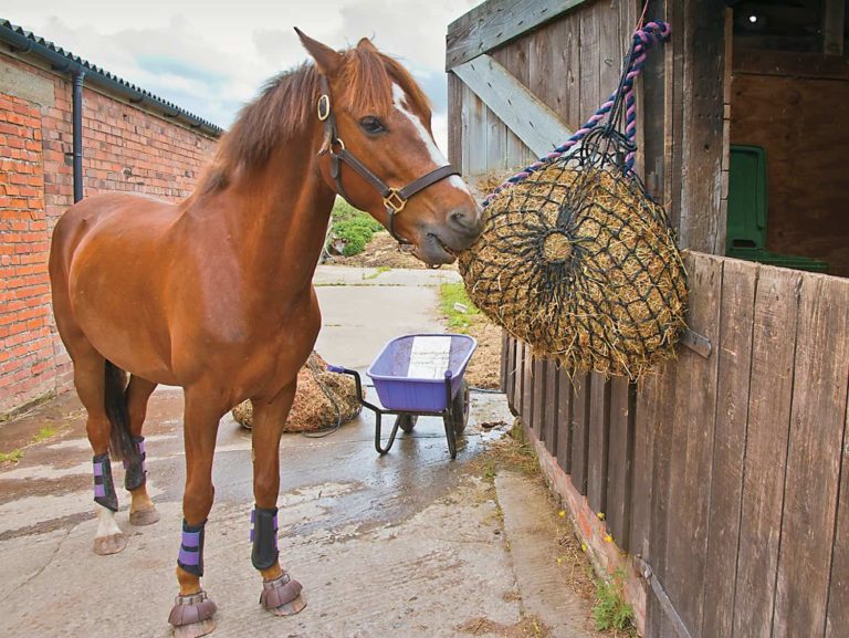 What Do Horses Eat? Know it Today Pets Nurturing
