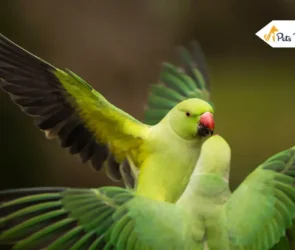 how long do parakeets lives