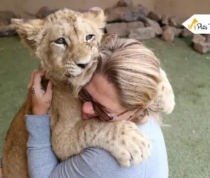 lion cub pettings