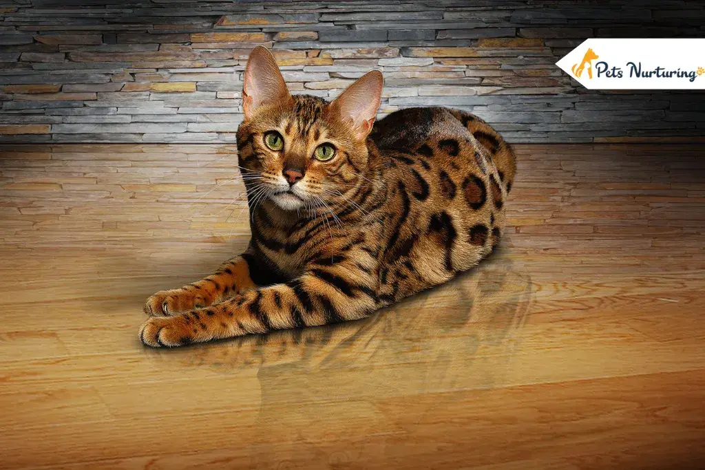 ocicat cats