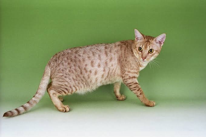 Appearance of ocicat cat