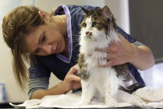 health problem of ocicat cat