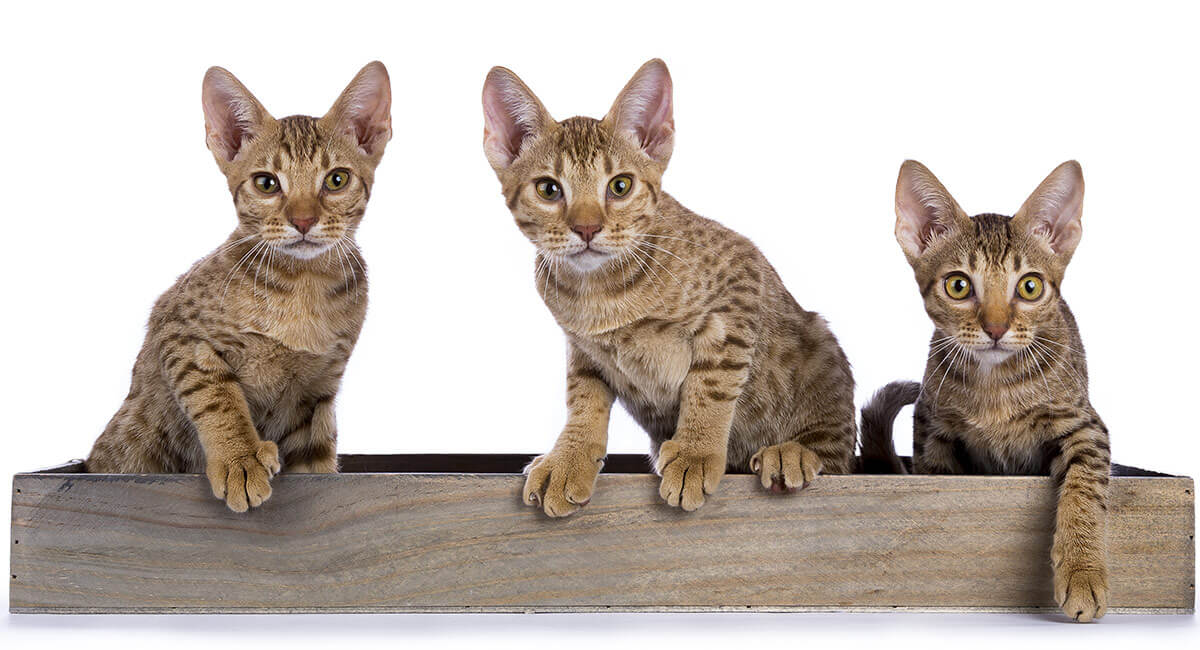 kitten of ocicat cats