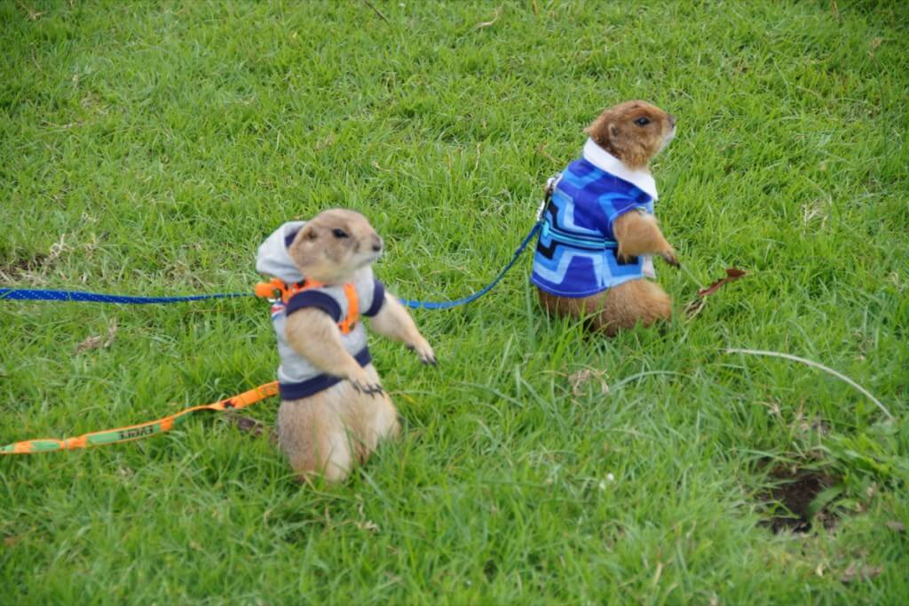 prairie dog pet