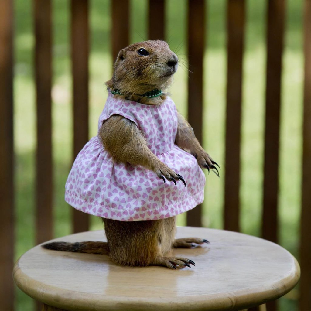 What is Prairie Dog Pet? Get Some Detailed Information