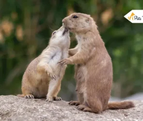 prairie dog pets