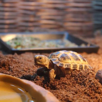 5 Main Difference Between Turtle And Tortoise | Pets Nurturing