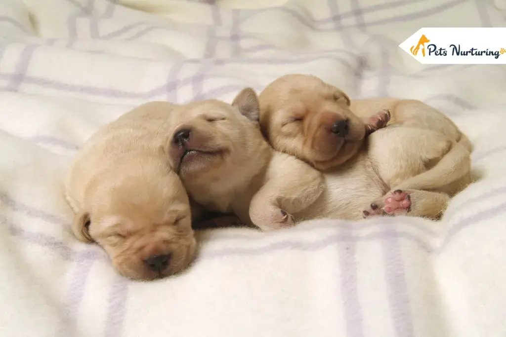 when do puppies open their eye