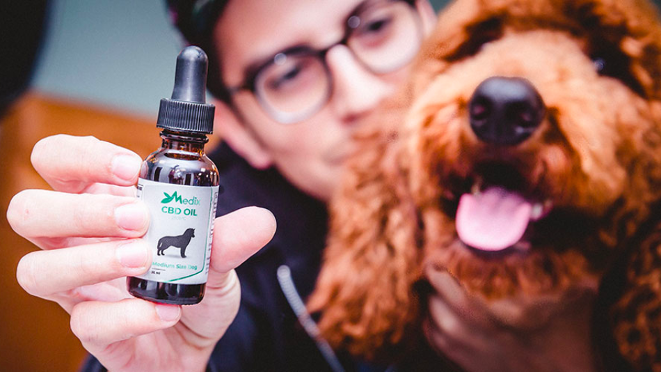 things to consider before giving CBD oil to dogs