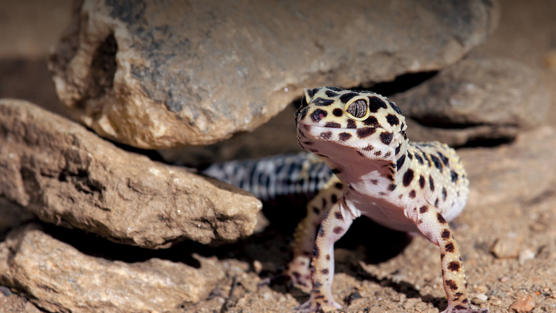 Leopard Gecko: types of geckos 
