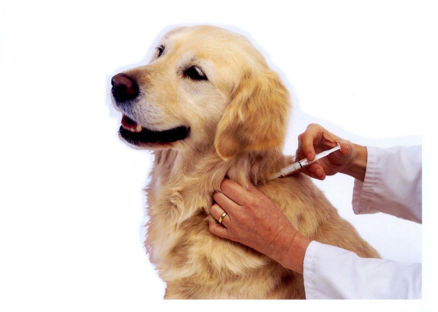 take your dog to the vet