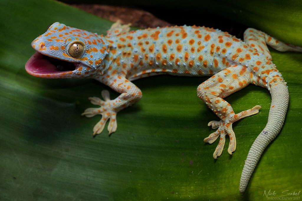 Tokay Gecko: types of geckos