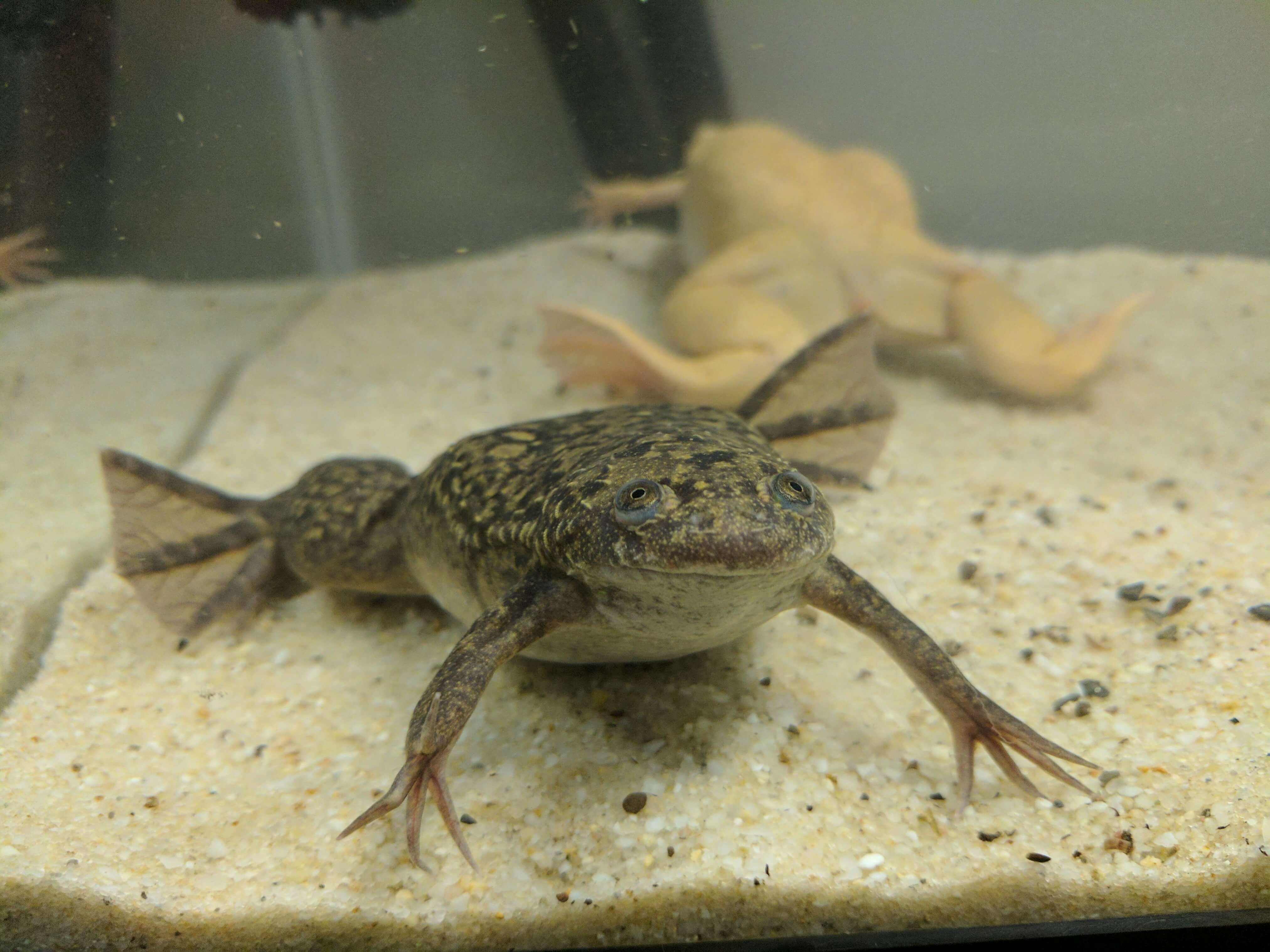 what do frogs eat