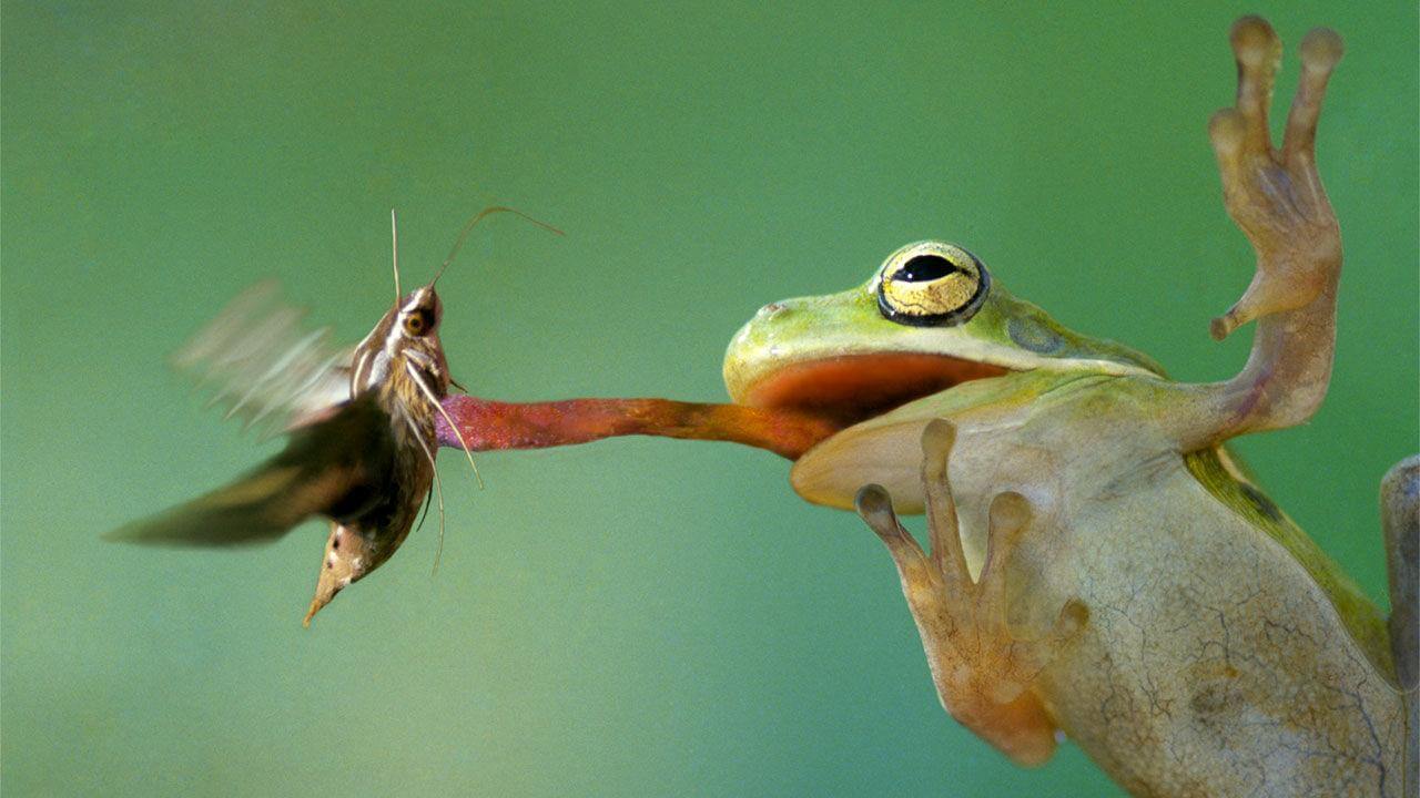 frog food