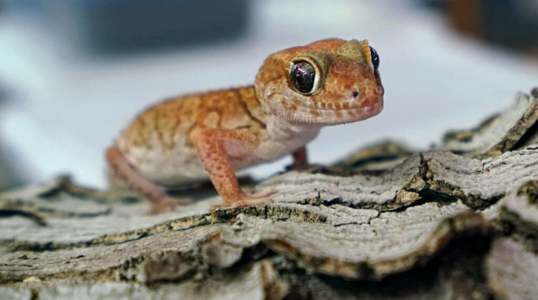 Gecko Pet