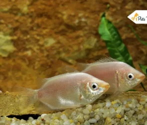 kissing gouramis