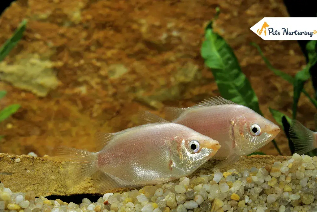 kissing gouramis