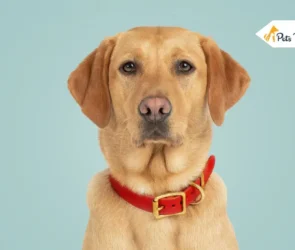 Dog Collar
