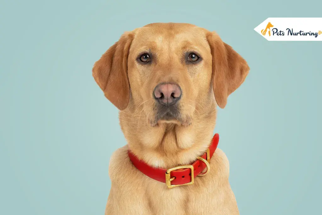 Dog Collar