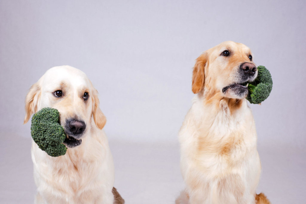 Can Dogs Eat Broccoli? Check Out In Detail | Pets Nurturing