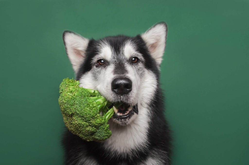 Can Dogs Eat Broccoli? Check Out In Detail Pets Nurturing