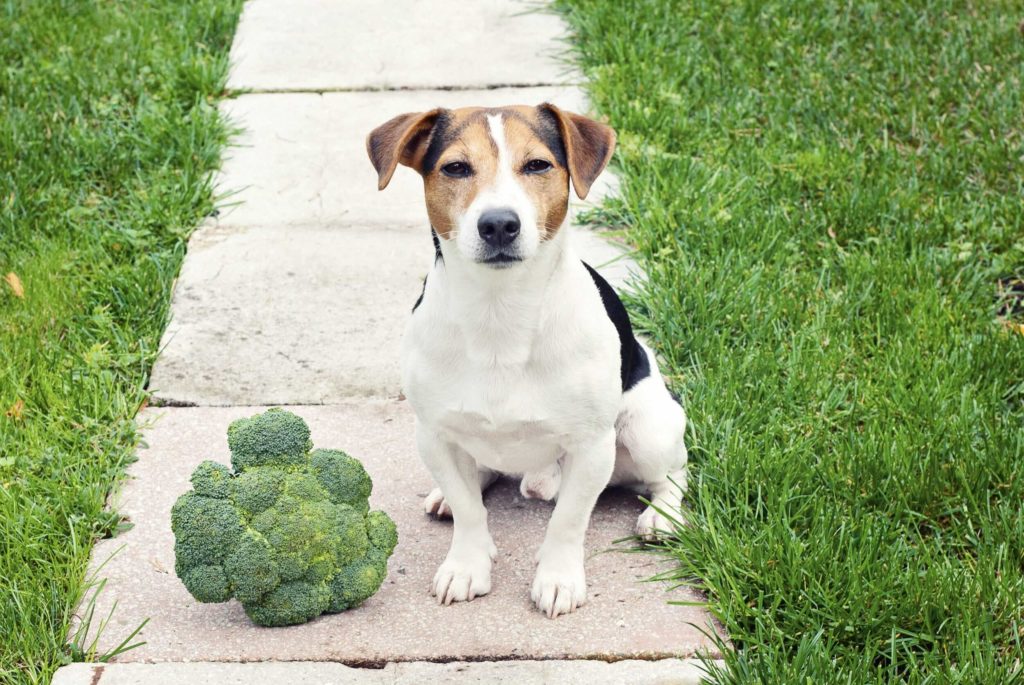 Can Dogs Eat Broccoli? Check Out In Detail | Pets Nurturing