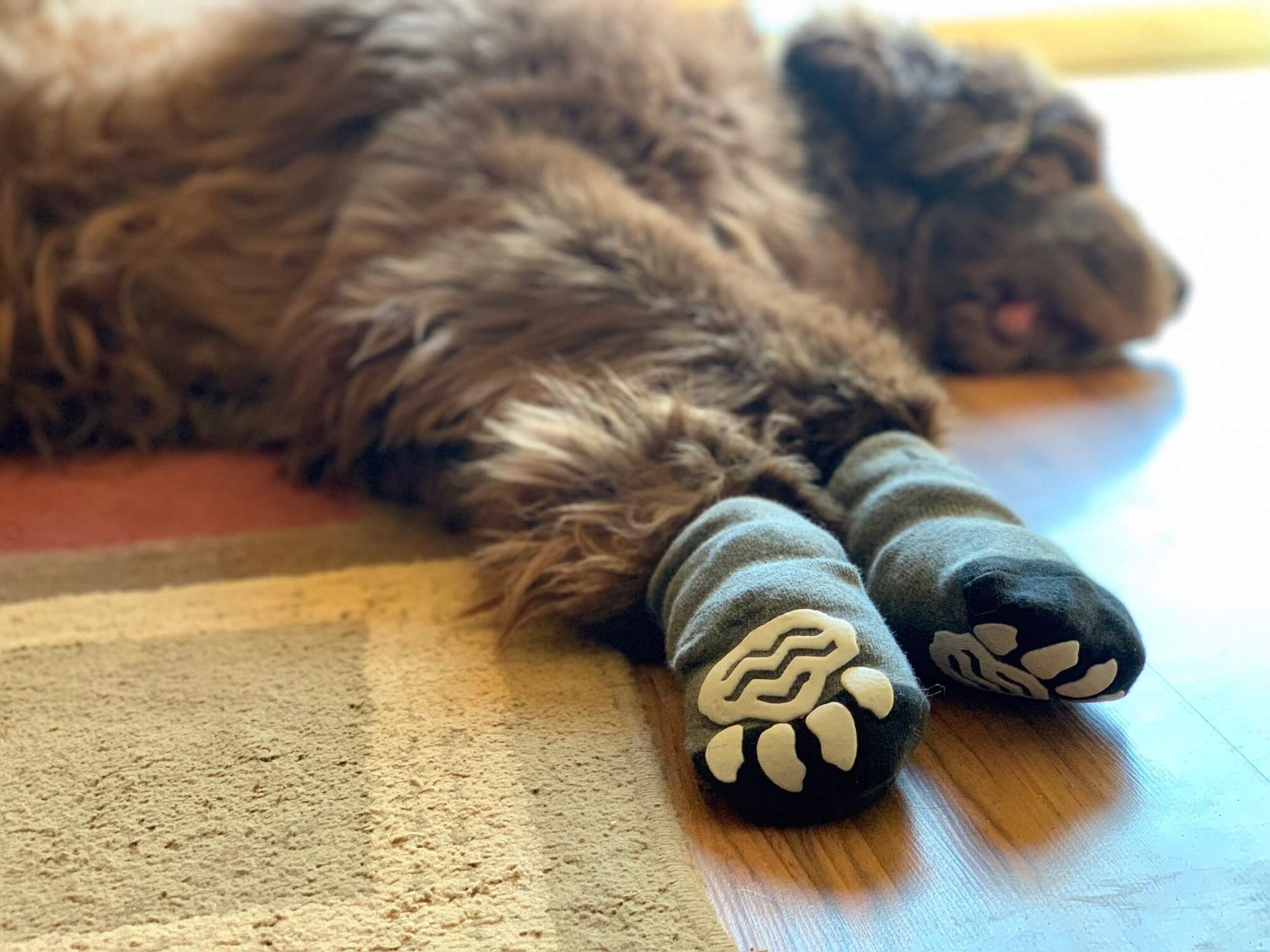 how to buy socks for dog