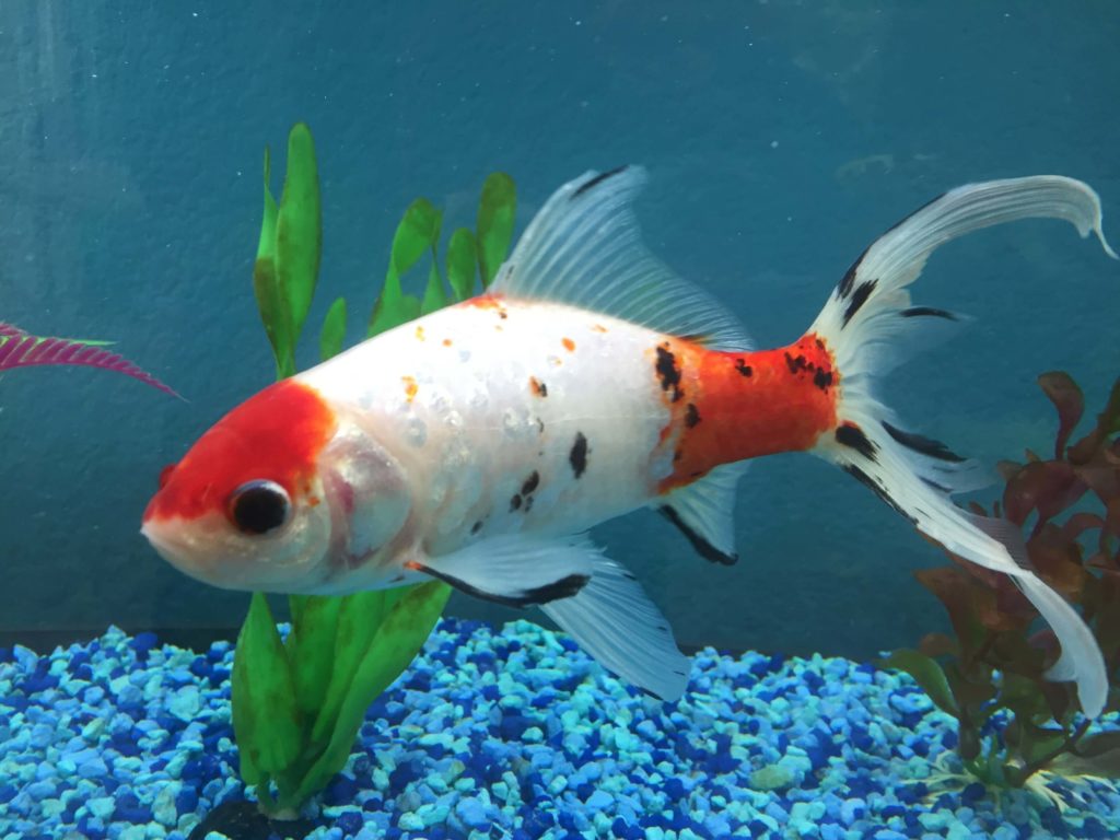 Swim Bladder Disorder: Symptoms & Treatment | Pets Nurturing