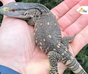 Black Throat Monitors