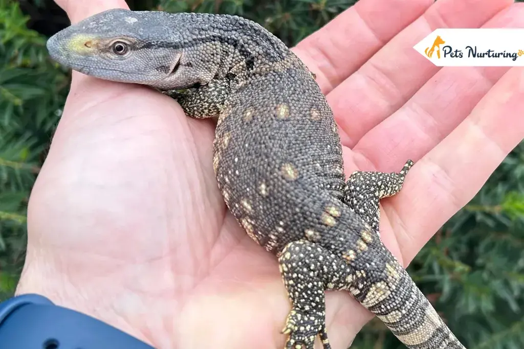 Black Throat Monitors
