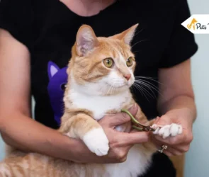 Do Indoor Cats Need Their Nail Clipped