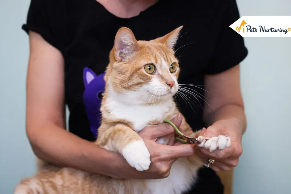 Do Indoor Cats Need Their Nail Clipped