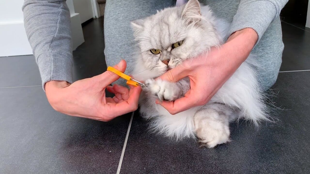 Do Indoor Cats Need Their Nails Clipped